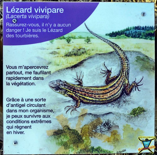 Attention Reptile - Tourbière du Longeyroux