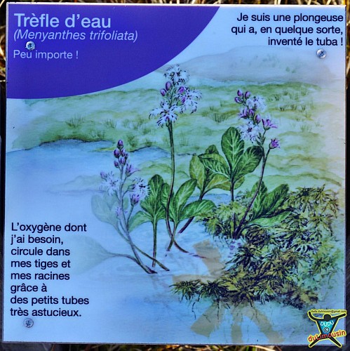 Flore adaptée au bas marais acide 1/2 - Tourbière du Longeyroux