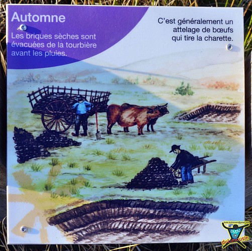 Or noir du Limousin - Tourbière du Longeyroux