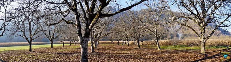 Chemin menant à la Curade dans la plaine de Saint-Sozy