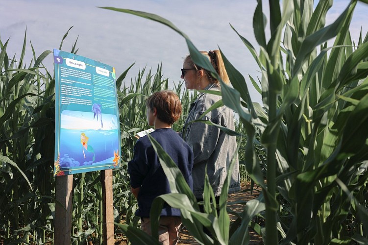 Labyrinthe géant à Tarcienne - Le Grain Egaré