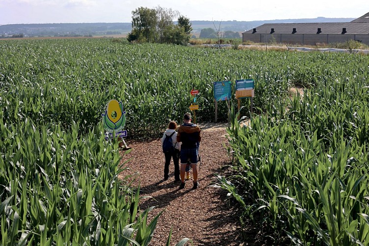 Labyrinthe géant à Tarcienne - Le Grain Egaré