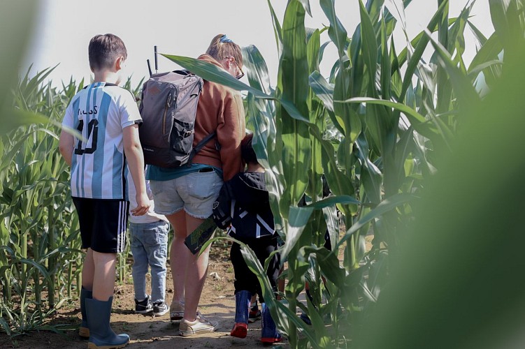 Labyrinthe géant à Tarcienne - Le Grain Egaré