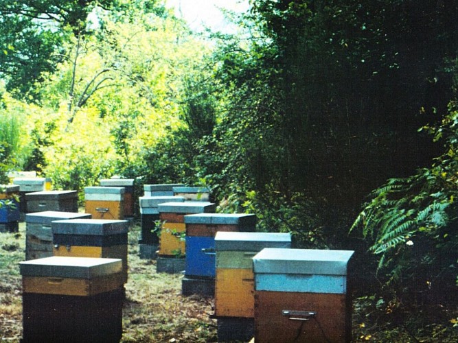 Visite de la maison du miel et des plantes
