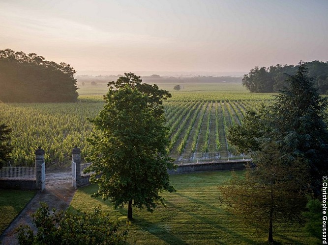 Vignes Chateau Malescasse 