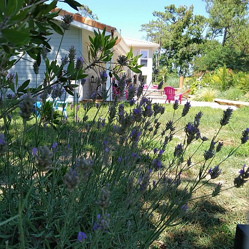 Au jardin des Libellules7