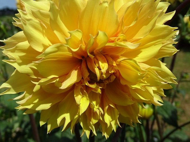 beuzeville-la-bastille-jardin-du-bord-de-douve-4