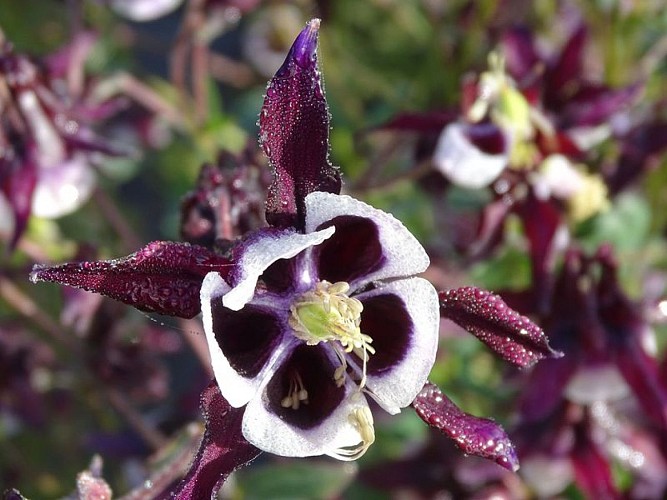 beuzeville-la-bastille-jardin-du-bord-de-douve-3