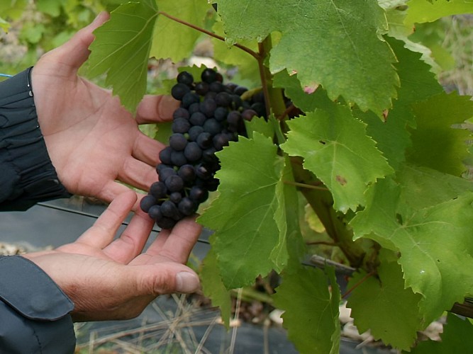 Grappe de raisin, Les Arpents du soleil à Grisy
