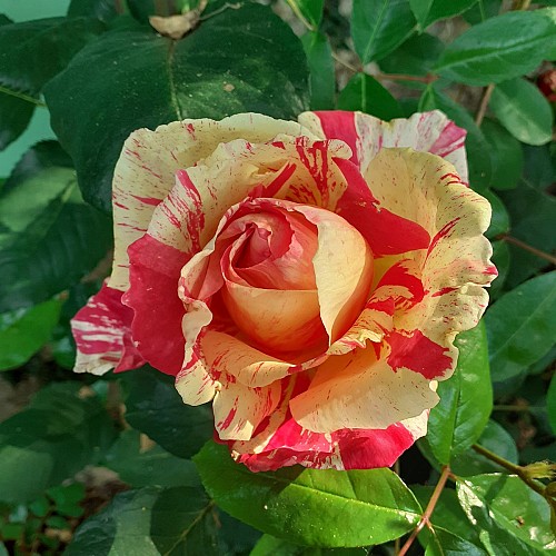 Chambre d'hôtes Brad-en-Brière - Brad-en-Brière - Chambre d'hôte 2 personnes au coeur de la Brière