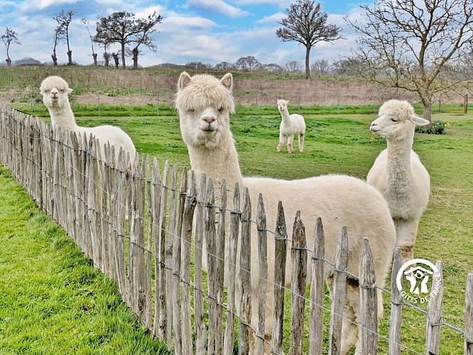 GÎTE DES ALPAGAS, 10 PERSONNES