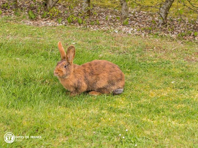 Gîte du grand chêne
