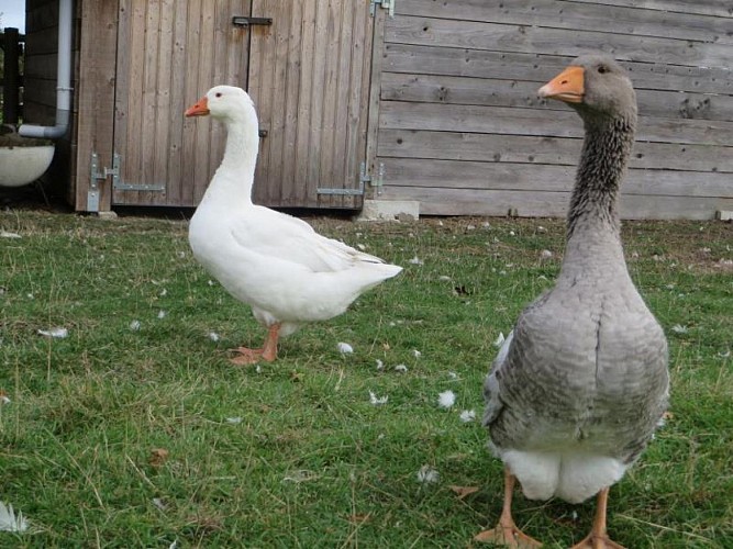 Gîte Le gîte des Marettes