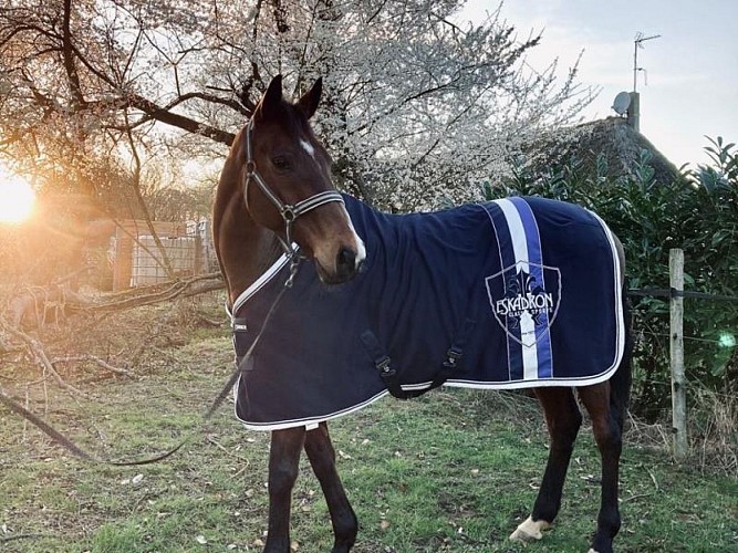 Gîte Le gîte du ranch