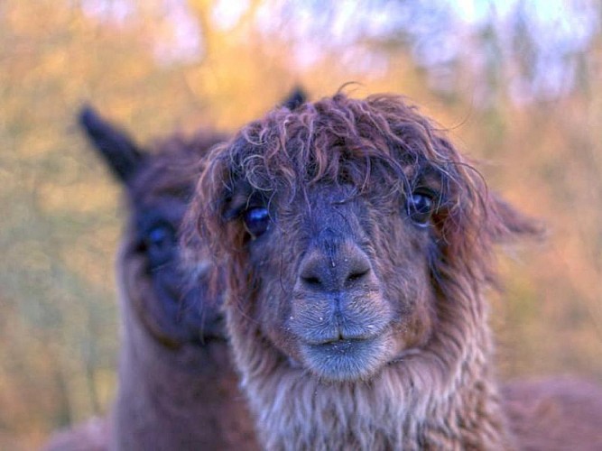 GITE DES MONTS DE CAUX