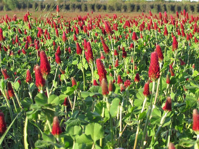 2025 - CREO - Ferme du Thieu - Trefle incarnat - ©Sébastien Galloy