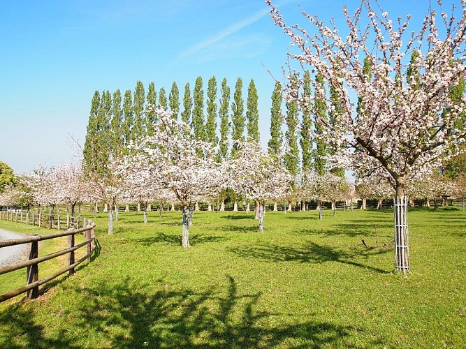 Les vergers en fleurs