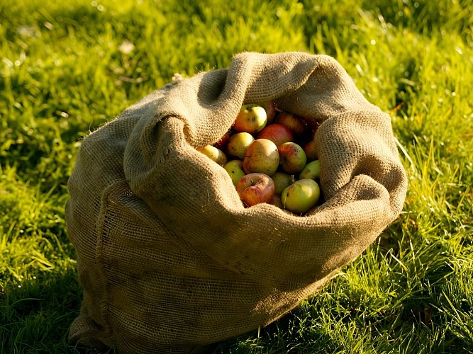 Calvadosd_Sac de pommes