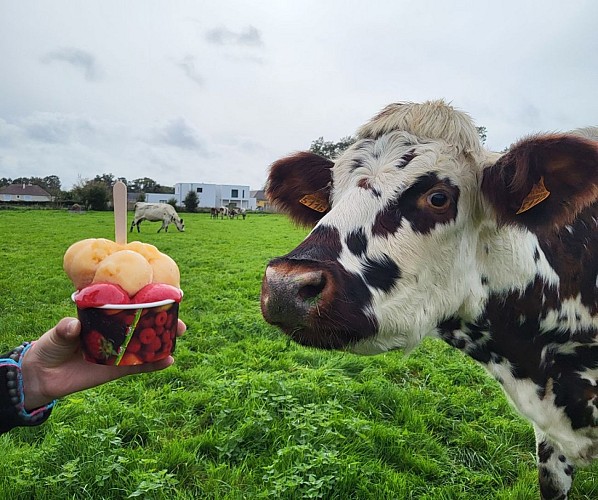 Vache et Glace