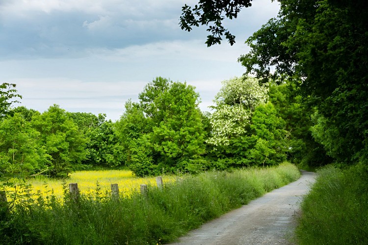 Sentier pédestre dans le bois du Caprice. / © Thierry Houyel