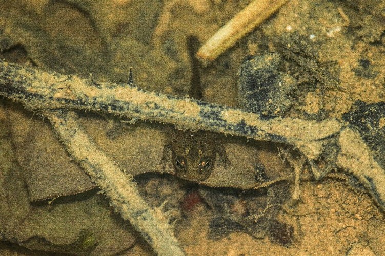 salamandre - ENS Bois du Caprice - Mai 2021