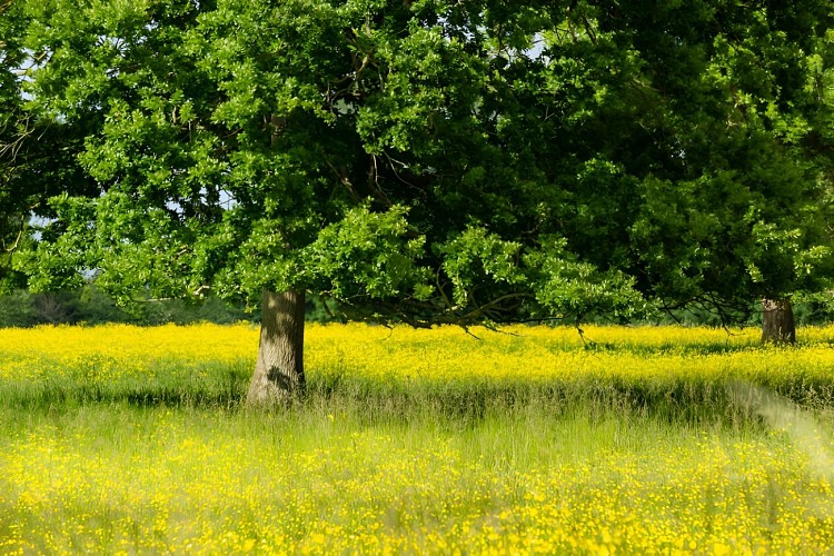 Arbres et prairies du bois du Caprice