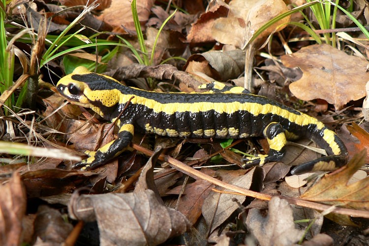 Salamandre tachetée, espèce protégée du bois du Caprice. / © Département du Calvados