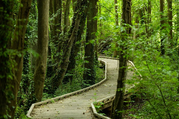 Passerelle aménagée dans le bois du Caprice. / © Thierry HOUYEL
