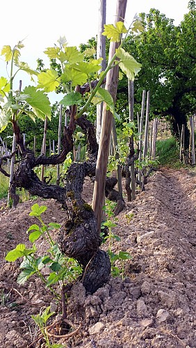Domaine Farge