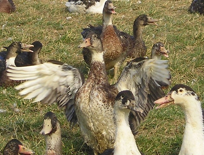 La Ferme en Castéra