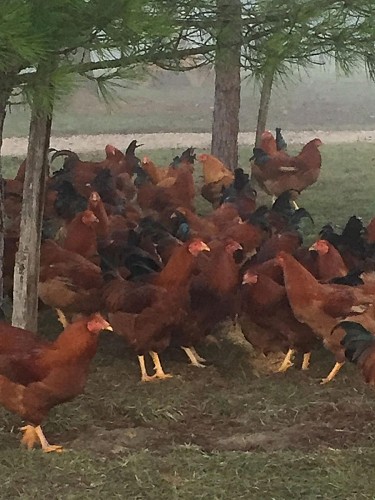 La Ferme en Castéra