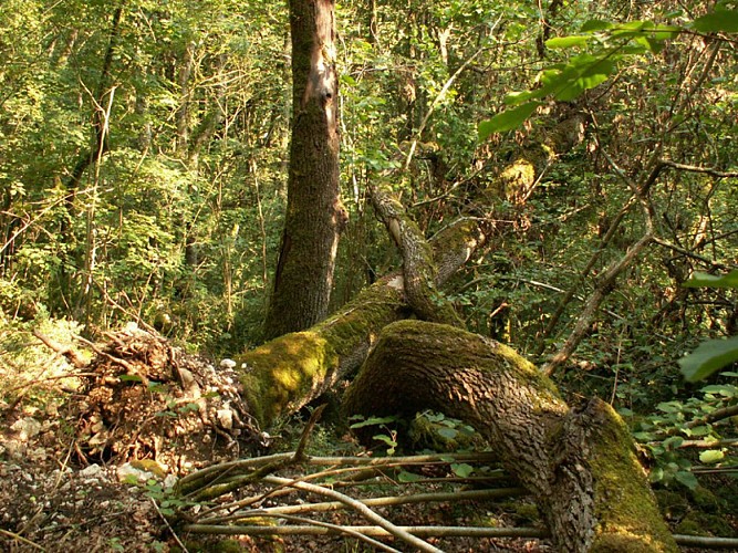 La forêt alluviale à bois dur
