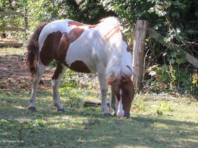 Le Poulailler du Perche