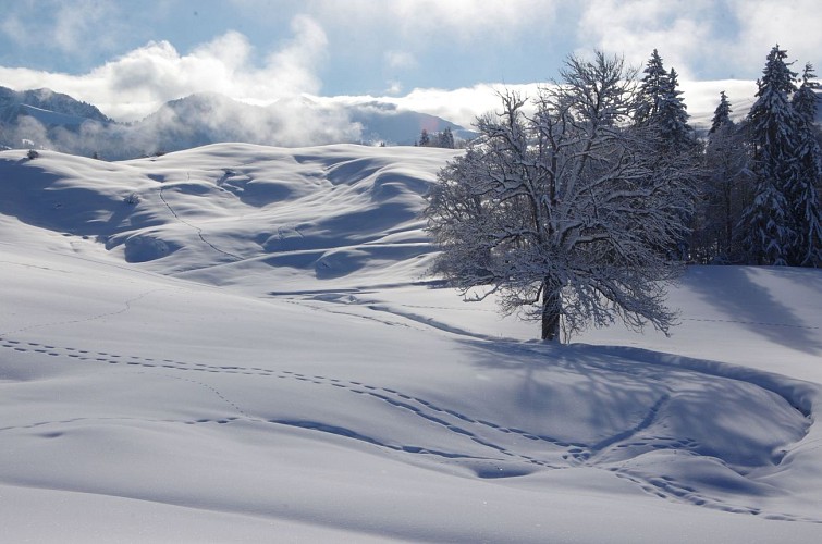 Plateau de Plaine Joux
