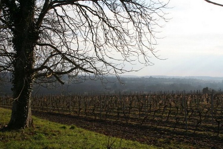 Domaine viticole du Plessis Greffier