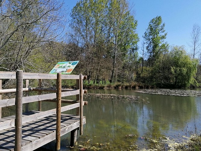 Zone Humide du Lavoir du Gau