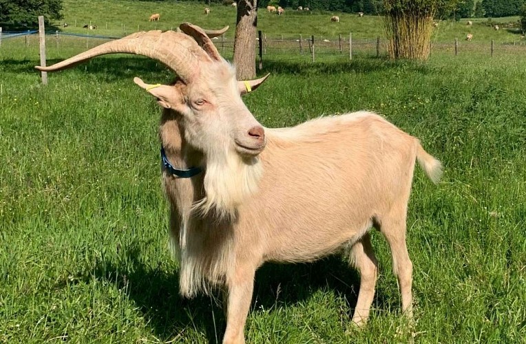 bouc_chèvrerie de la Source (2)