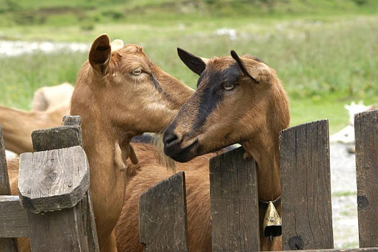 istockphoto_chèvres