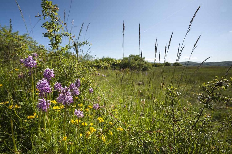 Val d'Amby Sensitive Natural Area
