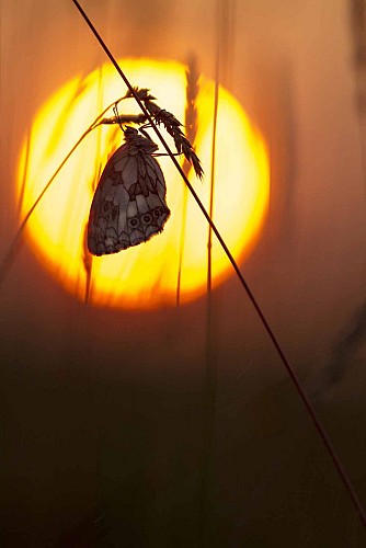 Espace Naturel Sensible du Val d'Amby