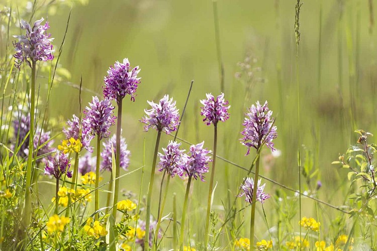 Espace Naturel Sensible du Val d'Amby