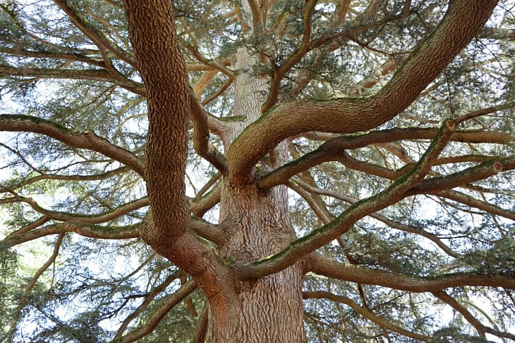 Promenade à pied au fil des arbres du Clos Claret