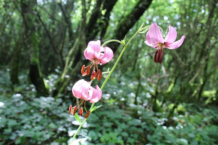 Les Coteaux de St Roch Sensitive Natural Area