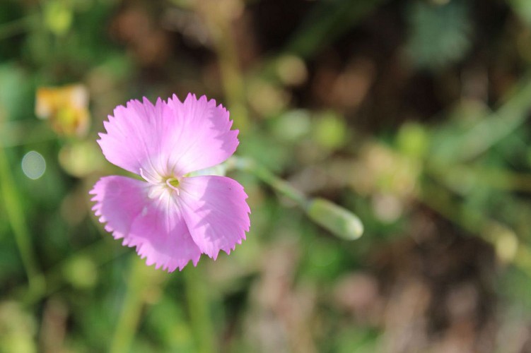Les Coteaux de St Roch Sensitive Natural Area