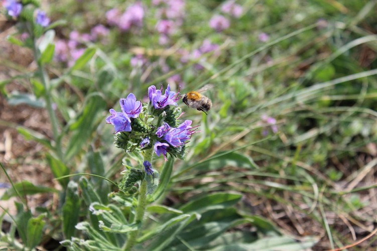 Espace Naturel Sensible "Les Coteaux de St Roch"