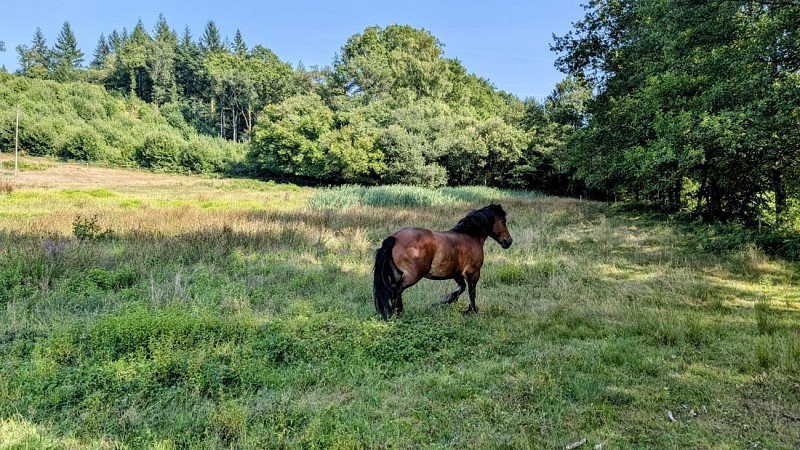 Gite de la Petite Lisonne - commune de Marval en Haute-vienne - Limousin - Tanga le cheval_4