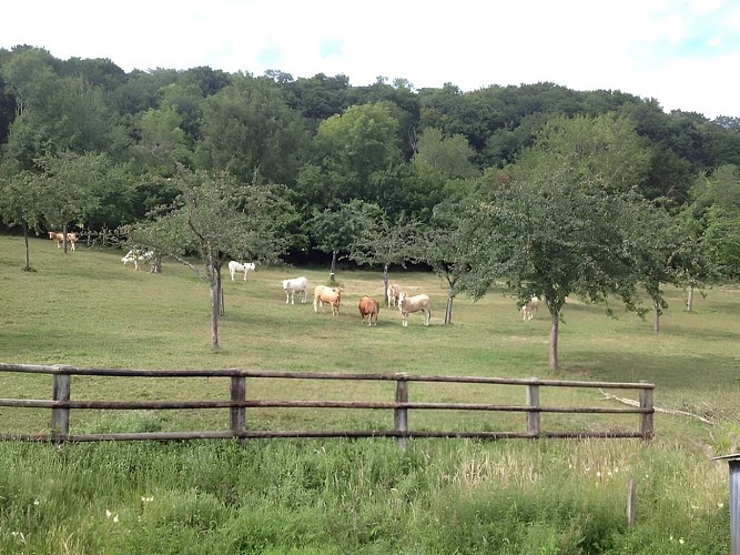 Cidrerie Daufresne - Ouilly le Vicomte (5)