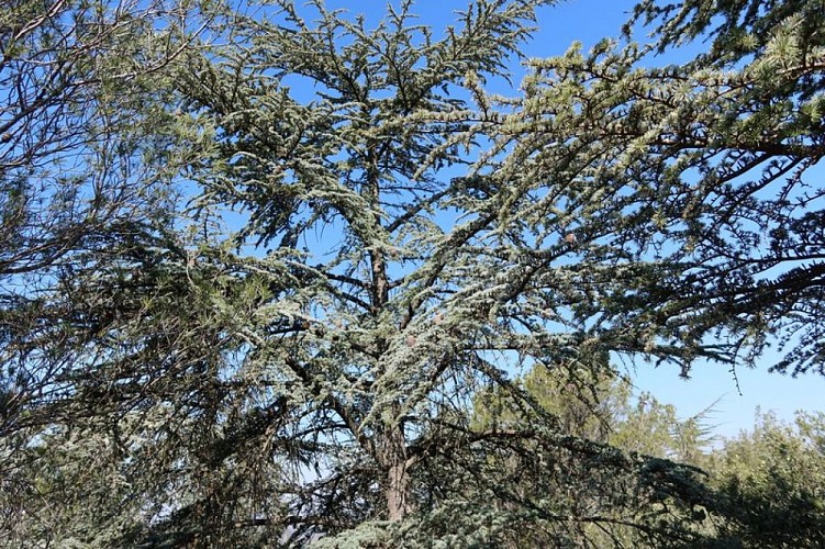 Cèdre de l'Atlas
