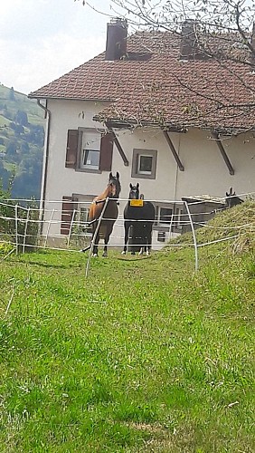 CHAMBRES D'HÔTES NATURE ET DÉTENTE LA BRESSE