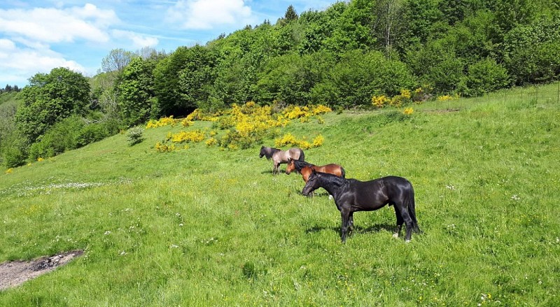 CHAMBRES D'HÔTES NATURE ET DÉTENTE LA BRESSE